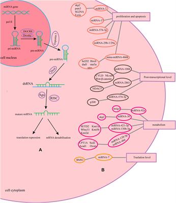 The Effect of microRNA on the Production of Recombinant Protein in CHO Cells and its Mechanism